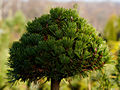 Pinus mugo Klubicko IMG_1932 Sosna kosodrzewina